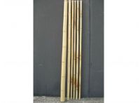 Bamboo Poles Golden Large
